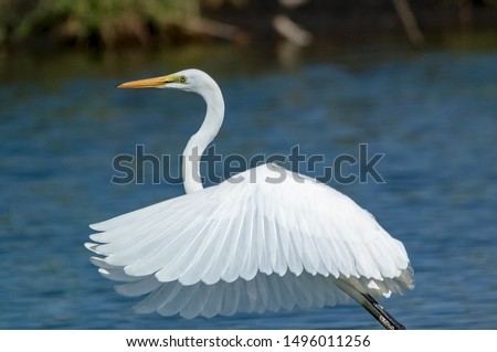 The great egret (Ardea alba) is a species of bird from the family Ardeidae, of the genus Egretta. This bird is a type of fish-eating birds, shrimp that have habitat in mangroves and sand, rice fields. Royalty-Free Stock Photo #1496011256