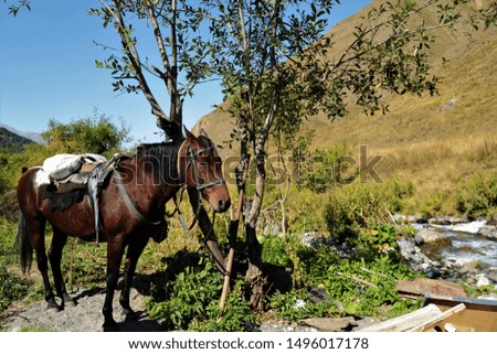 horses in the mountains of Ossetia