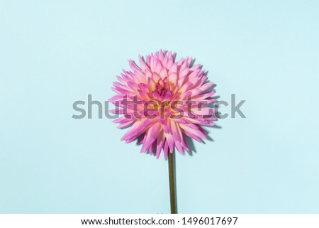 Pink dahlia flower on pastel blue background. Top view. Flat lay. Copy space. Creative minimalism still life. Floral design