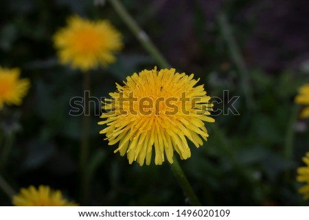 A Close up view of dandelion flowers