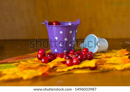 still life with cranberry berries and maple leaves