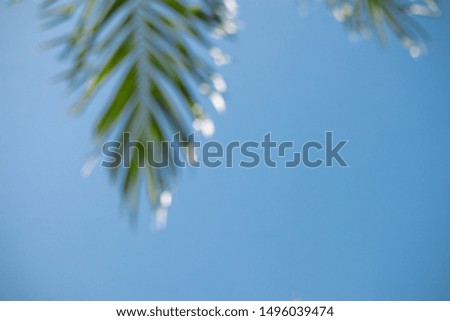 blurry of green palm leaf with blue sky background