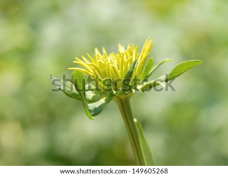 close up of a yellow flower against a green smooth background 