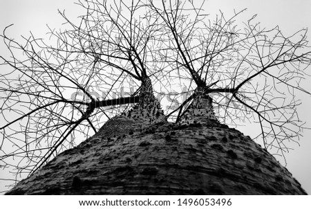 Monochromatic low angle shot of tree full of spikes with branches spreading through the sky