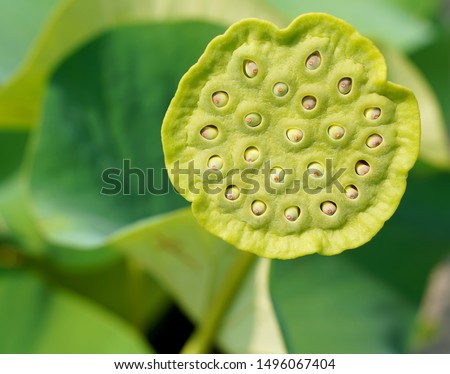 Lotus flower Nelumbo in a pond