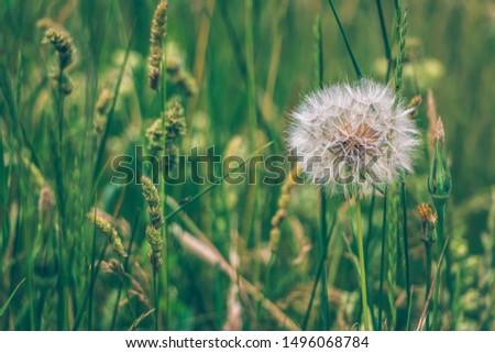 Beautiful white dandelions on green background, wide view. Blooming white fluffy dandelion. Natural background. Springtime concept. Rural floral picture. Air, airy dandelions.