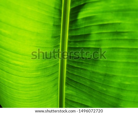 Green Leaf Texture background with light behind.