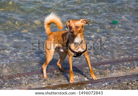 Funny dog in water at the beach