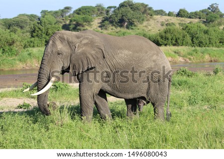 Elephant in Tarangire park - Tanzania