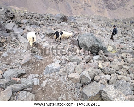 picture on highest moutain of north africa which is Toubkal mountain on the sunset shows littles sheeps and their guide 