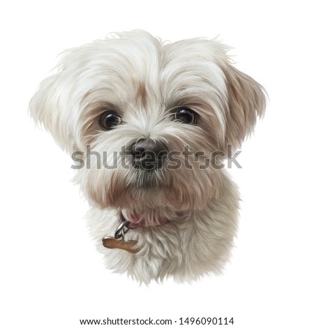 shih tzu miniature poodle