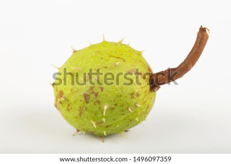 Young chestnuts on a white table. Chestnut fruit in shell. Light background.