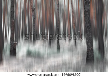 Surreal pine forest. horror, fog and mystery