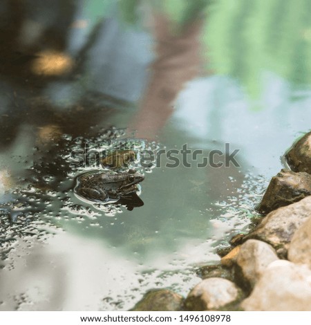 A frog sits in the water and croaks