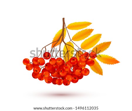 Red rowan berries bunch with orange autumn leaves, vector realistic illustration isolated on white background Royalty-Free Stock Photo #1496112035