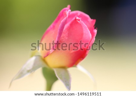A pink flower growing in a graden