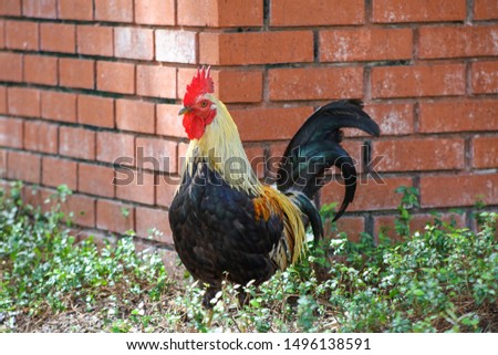 Rooster, with a large red comb, stands alone in green plants along a red brick wall.