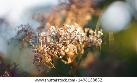 beautiful autumn or spring background. deadwood dill sunset bokeh blurred background. small depth of field