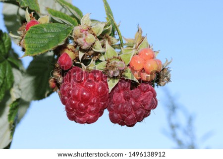 Some raspberry on the picture.