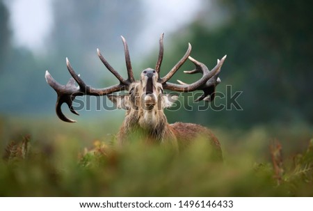 Close-up of red deer stag calling during rutting season in autumn, UK Royalty-Free Stock Photo #1496146433