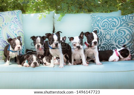 Group Photo of Ten Boston Terrier Puppies on a Blue Sofa In a Garden
