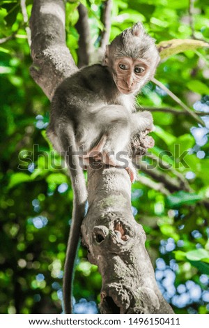 Little baby monkey (Macaca mulatta) ) sitting on the tree. Sacred Monkey Forest in Ubud. Bali, Indonesia
