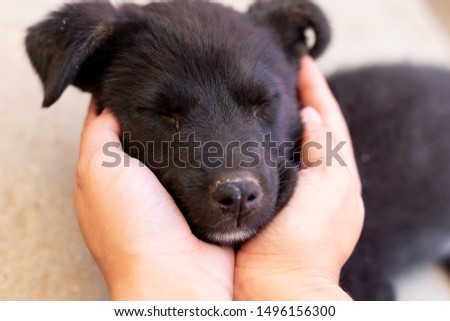 little black puppy without breed in the street alone