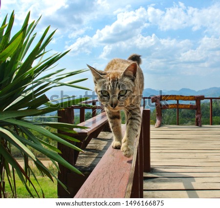 Tiger Cat walking on a wooden bridge at Noen Sawan viewpoint, the sign behind is written in Thai (Srinakarin National Park, Noen Sawan viewpoint)​