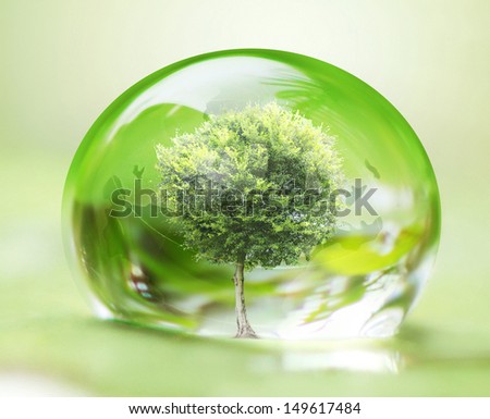 tree in water drop on leaves Royalty-Free Stock Photo #149617484