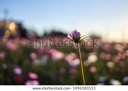 A cosmos yet to bloom during autumn in a field in Jechun, South Korea.