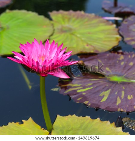 close up Lotus flower