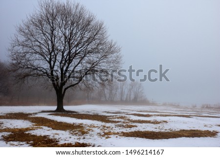 A foggy day with snow on the ground during a late autumn day in Missouri.