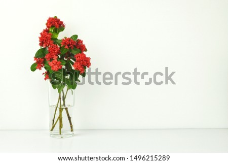 Red flower in clear glass with water on white background. copy space.
