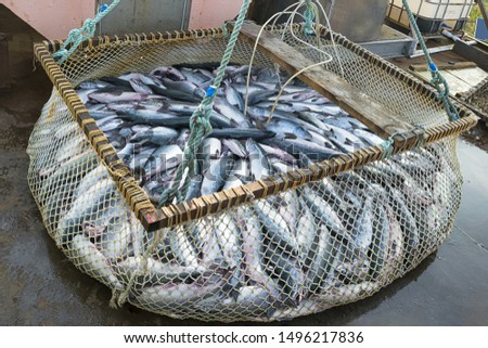 Scoop net with the fresh pink salmon ( Oncorhynchus gorbuscha ) catch. Pacific salmon fishing industry in the far East of Russia. Sea of Okhotsk, Khabarovsk region. Royalty-Free Stock Photo #1496217836