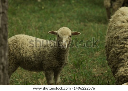 Cute little lamb stares at photographer on pasture