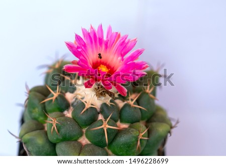 Cactus species with different species are blooming, this is a species of plants living in hot weather, drought symbolizes endurance endurance of humans before nature.