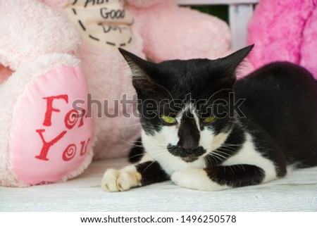 cute cat on doll background