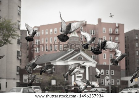 Picture of the rats of the skies. Pigeons.