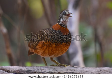 Borneo Necklaced Partridge (Arborophila graydoni) of Sabah, Borneo. - Image