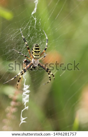 A non-native Wasp Spider, Argiope bruennichi, eating a fly that has got caught in its web in the wild in the UK.