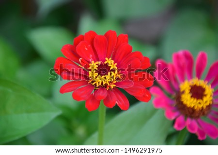 Red and pink zinnia flowers with green leaves background