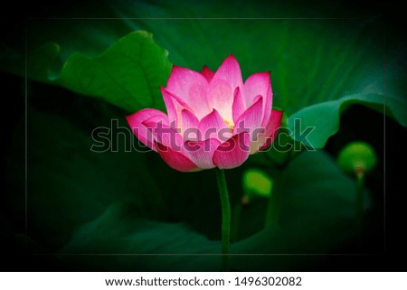 Lotus - High quality image of lotus