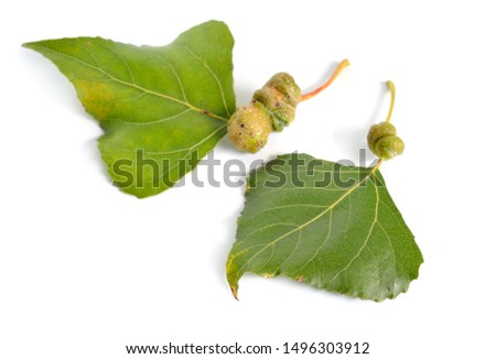 Populus or aspen, cottonwood leawes with Galls. Isolated on white background. Royalty-Free Stock Photo #1496303912