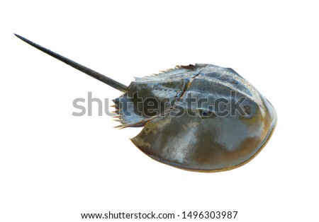 Horseshoe crab isolated on white background with clipping path.
 Royalty-Free Stock Photo #1496303987