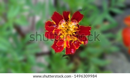 calendula means Marigold flower in rainy season