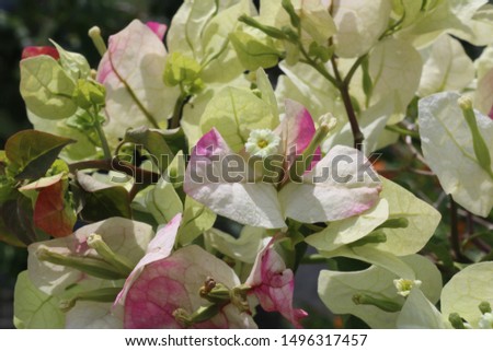 Close Shot Of White And Pink Mix Colored Bougainvillea Flower 