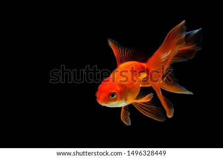goldfish isolated on a dark black background. different colorful Carassius auratus in the aquarium