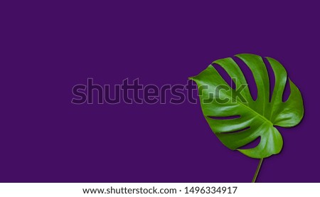 tropical monstera leaf on purple background. banner. space for text.