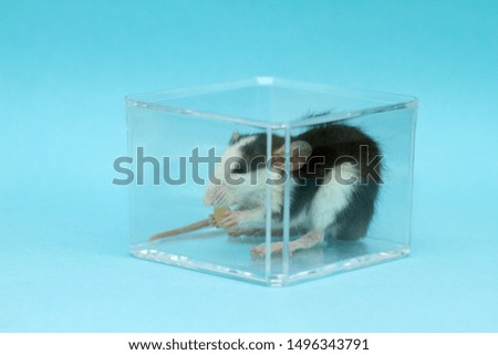 A small gray rat is sitting in a transparent box on a blue background. The animal chews on the cheese. Photo with a rat - for the calendar for 2020.
