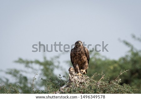 Steppe eagle or Aquila nipalensis portrait with wings open about to fly from green tree trunk at thar desert national park, jaisalmer, rajasthan, India